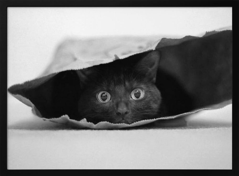 Katt i en påse | Poster