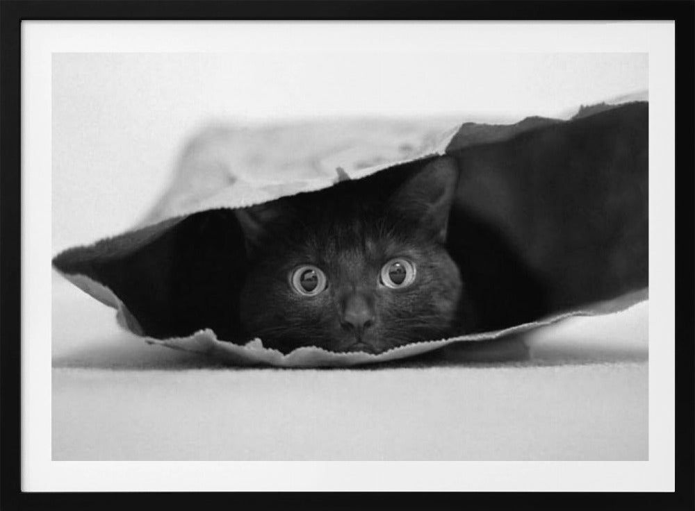 Katt i en påse | Poster