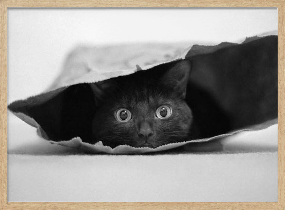 Katt i en påse | Poster