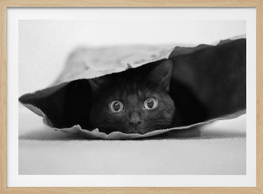 Katt i en påse | Poster