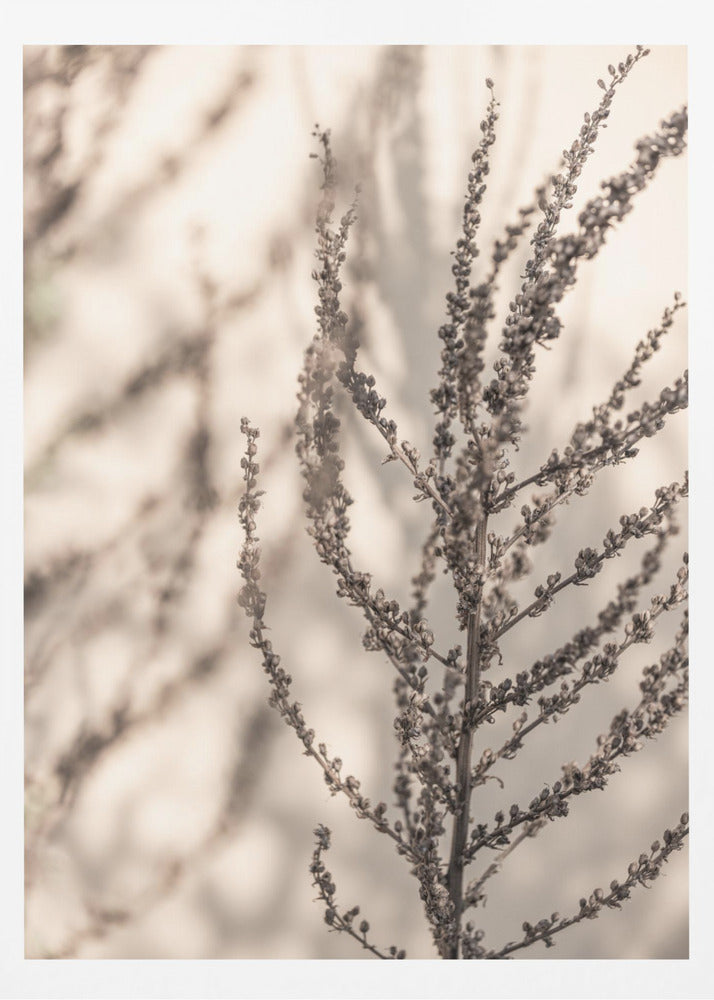 Summer Shadows 7X | Poster