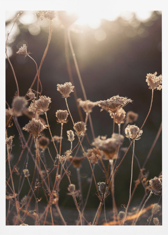 Varmt vinterljus 2 | Poster