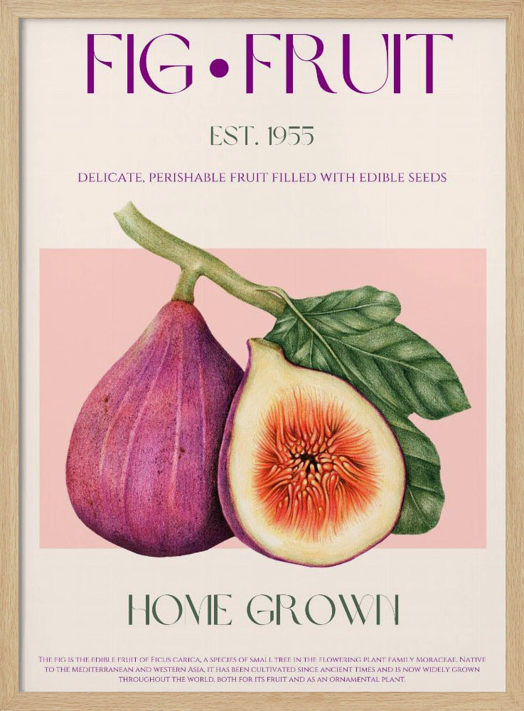 Vintage fikonfröjd | Poster