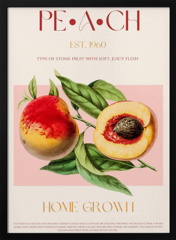 Vintage-inspirerad persikaillustration | Poster