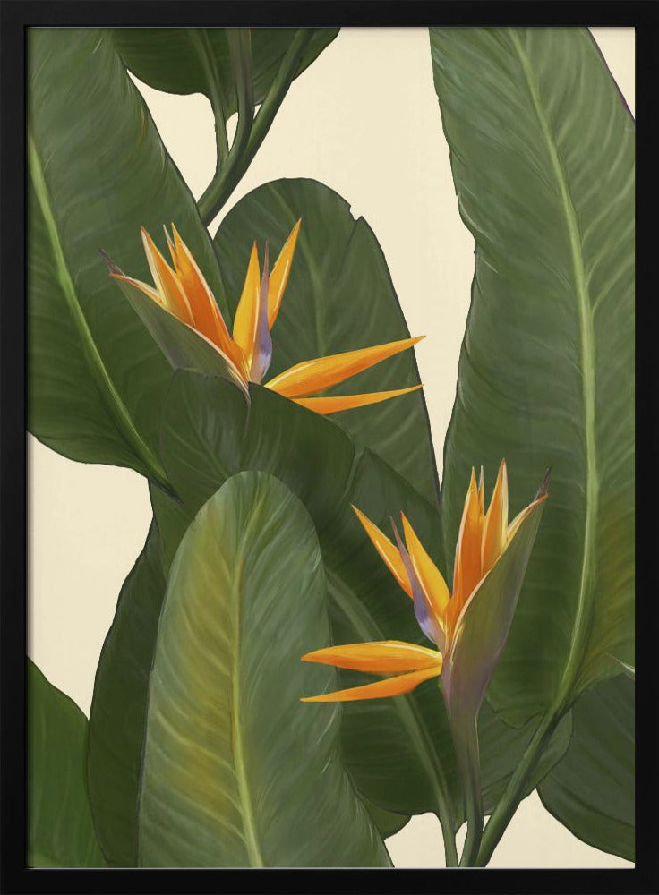 Birds of Paradise | Poster