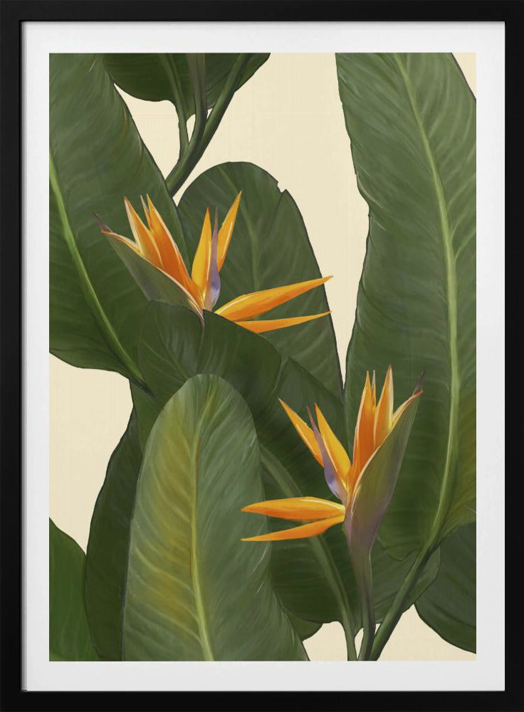 Birds of Paradise | Poster