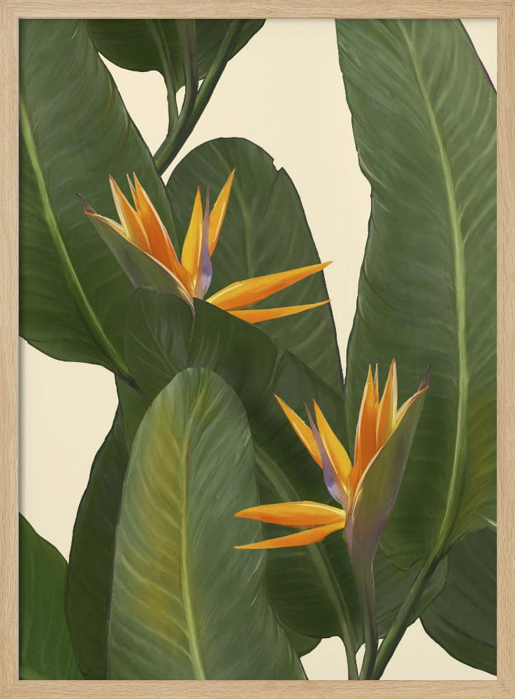 Birds of Paradise | Poster