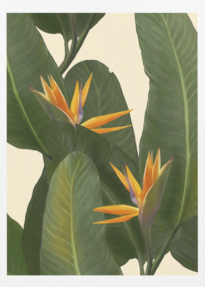 Birds of Paradise | Poster