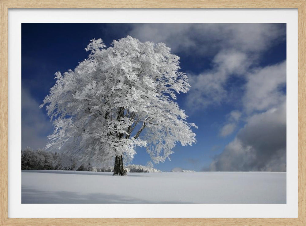Vit vindbok i Schwarzwald | Poster