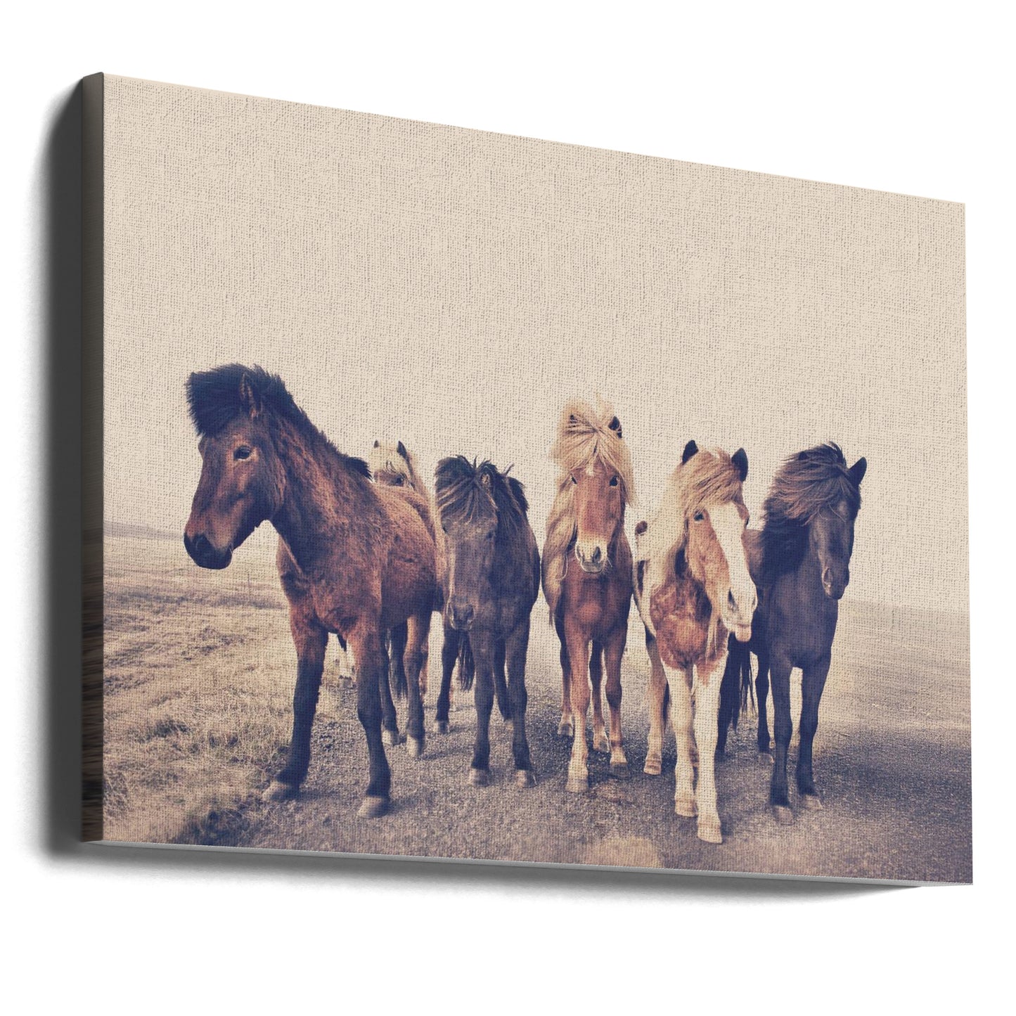 Hästar | Canvas