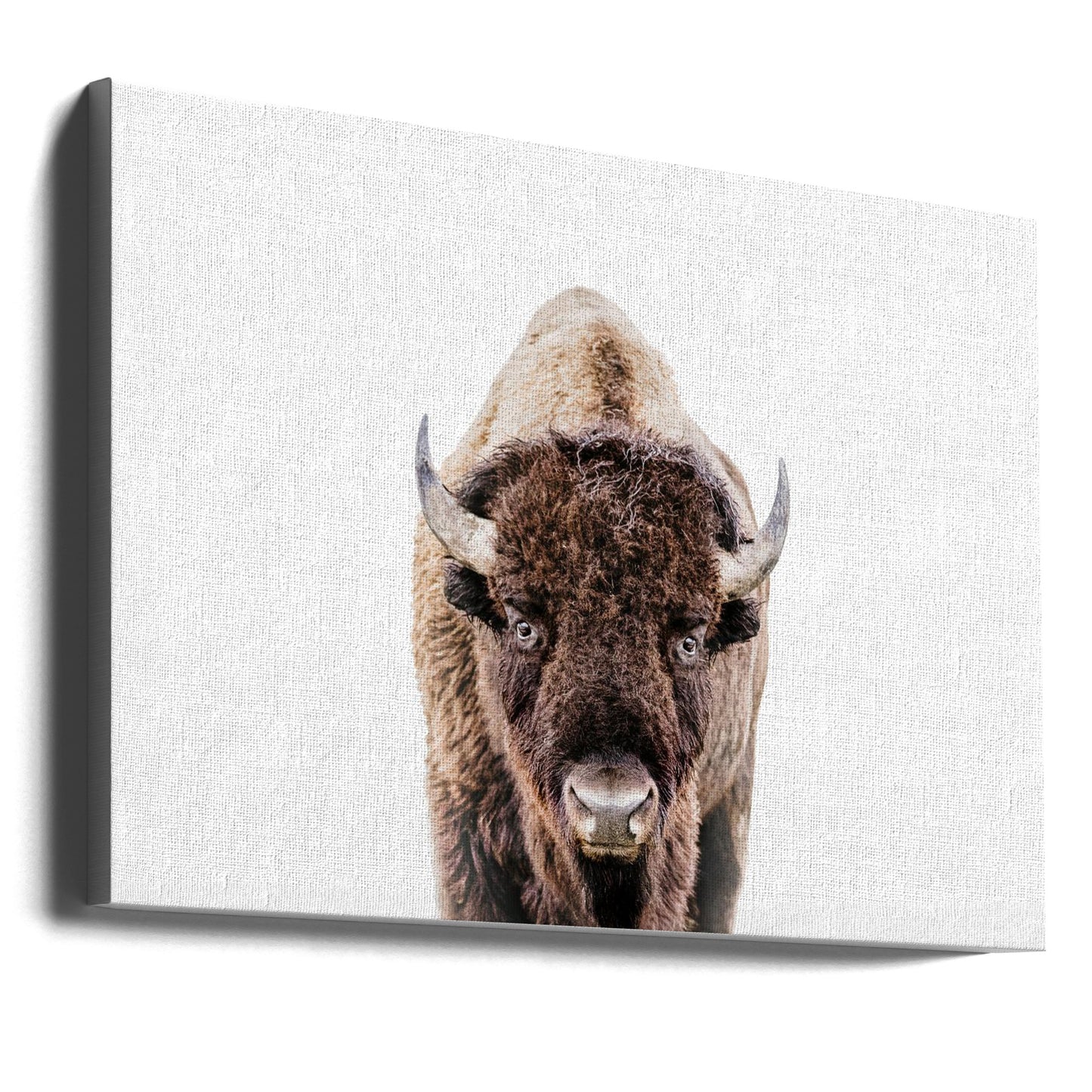 Bison | Canvas