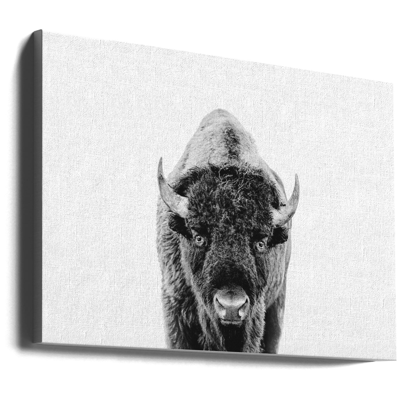 Bison Bw | Canvas