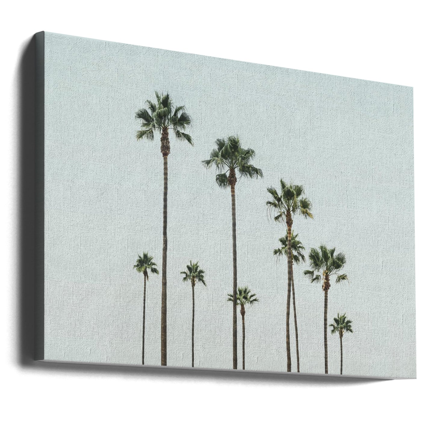 Cali Palms | Canvas