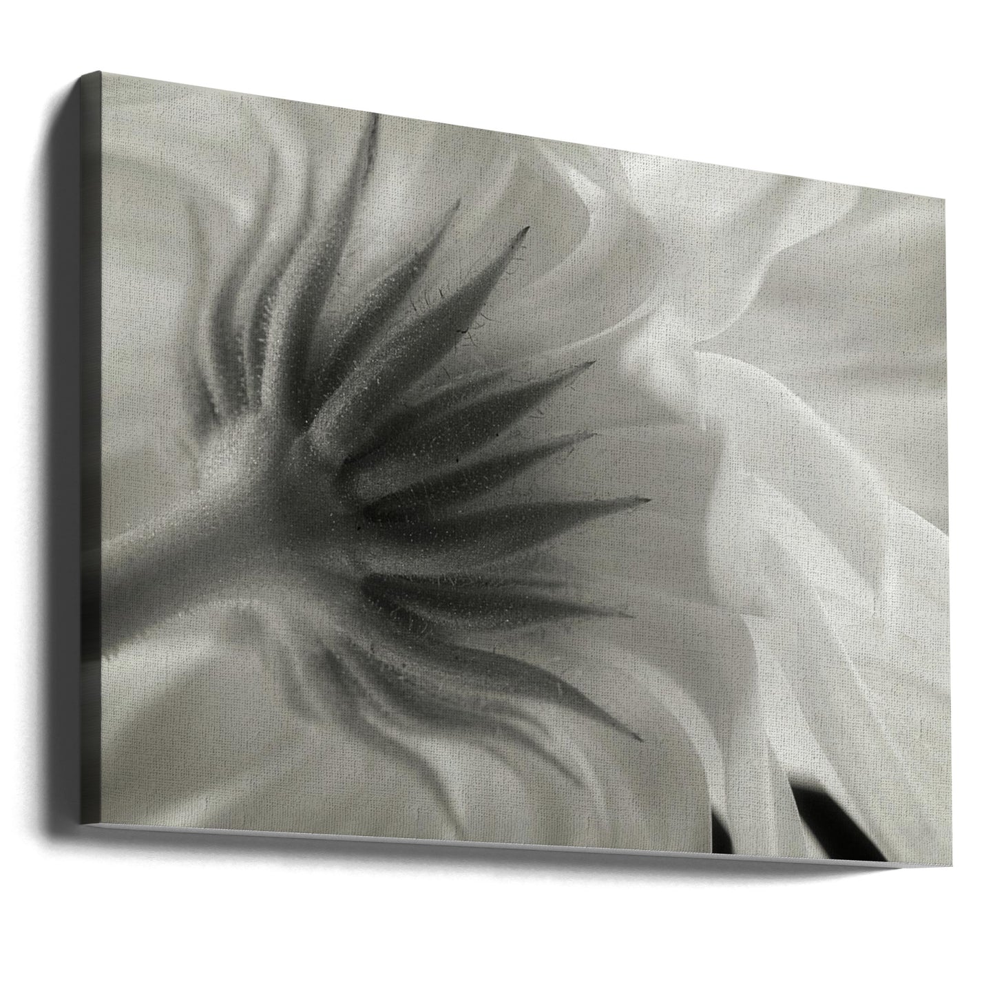 Ringelblume | Leinwand-Bilder
