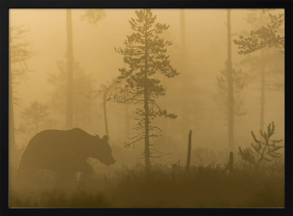 Morgondimma | Poster