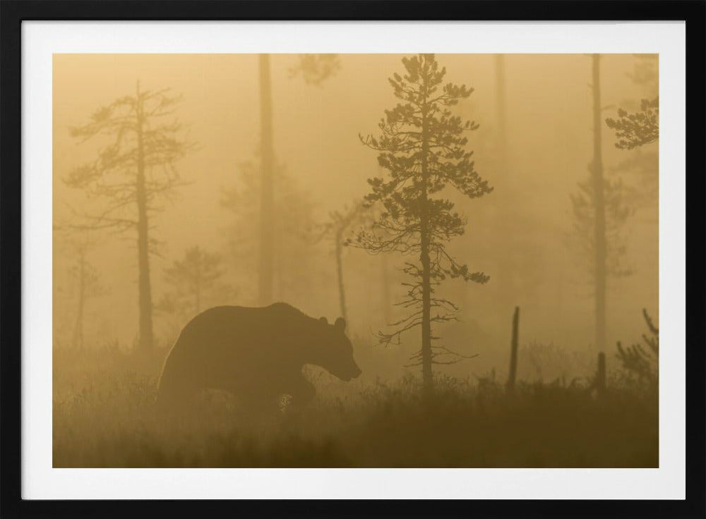 Morgondimma | Poster