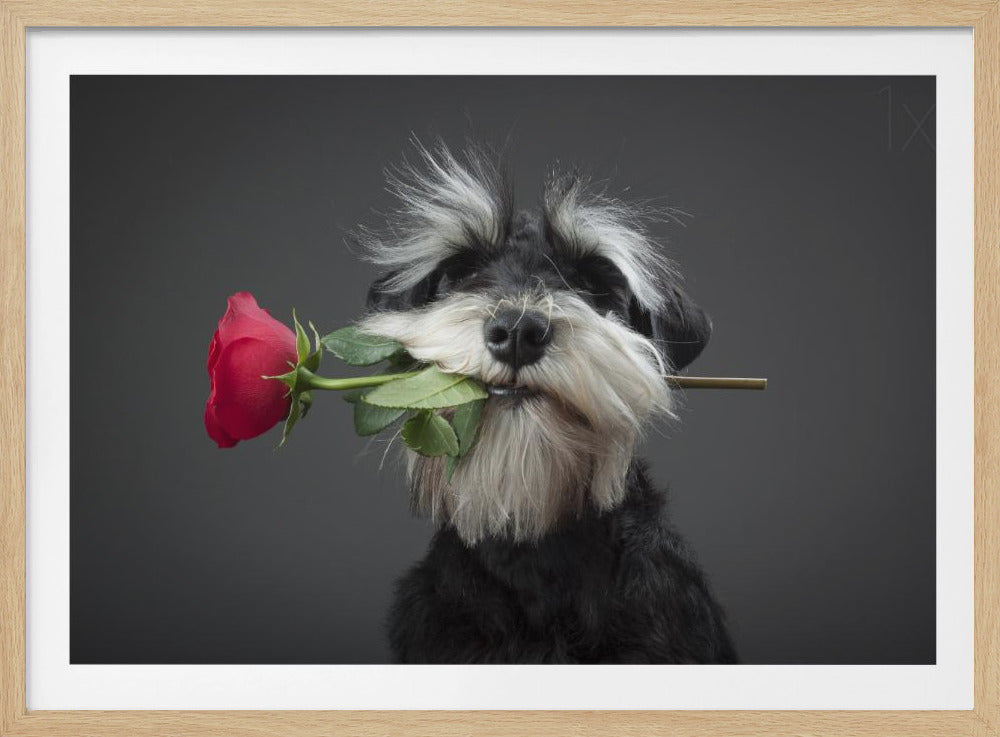 Tangodansare | Poster