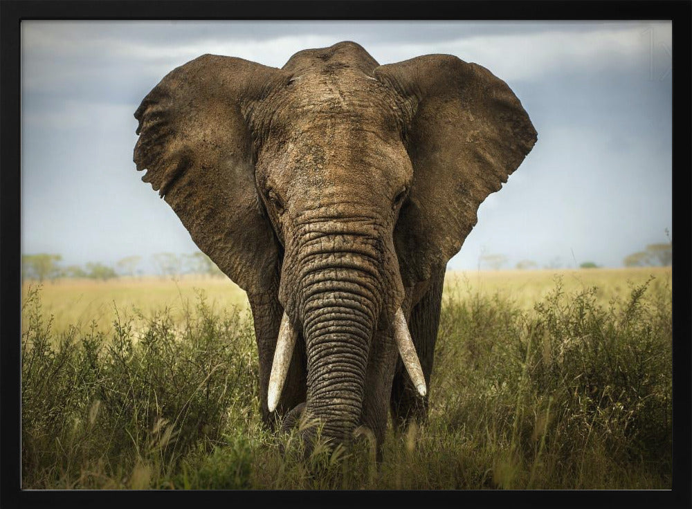 Möten i Serengeti | Poster