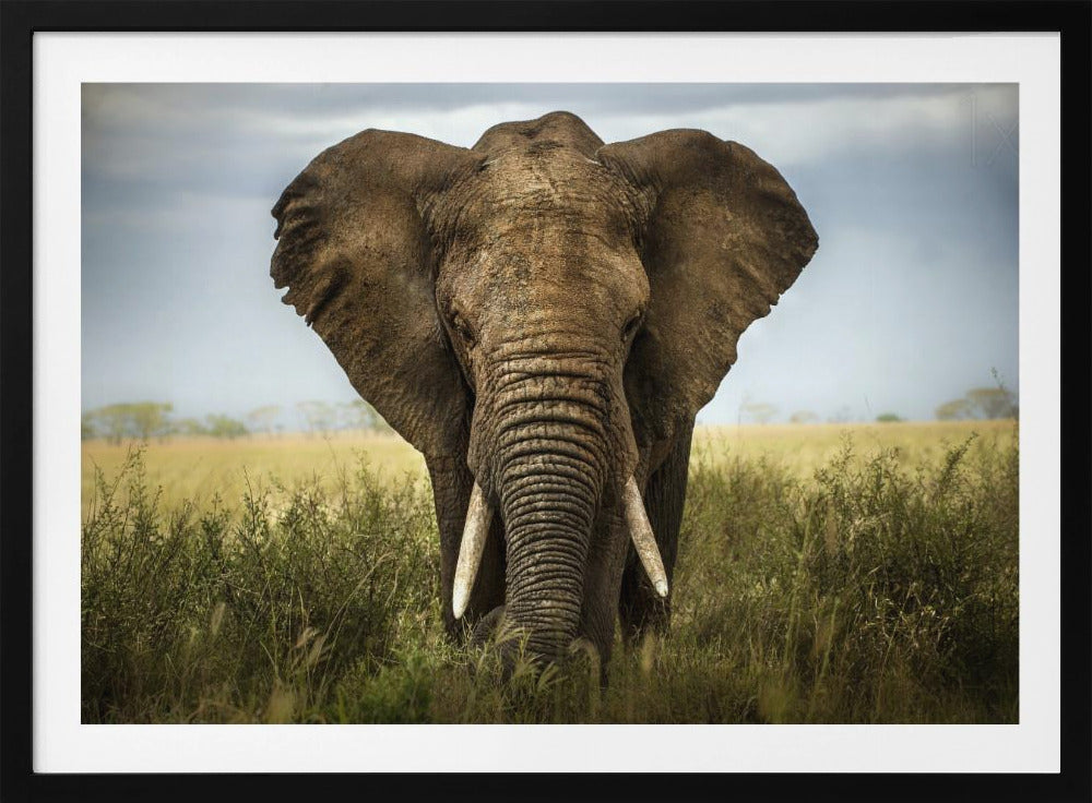 Möten i Serengeti | Poster