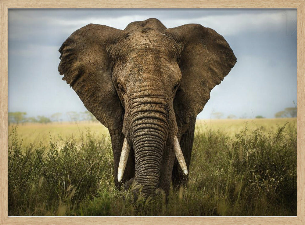 Möten i Serengeti | Poster