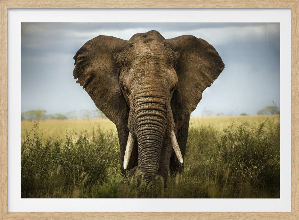 Möten i Serengeti | Poster
