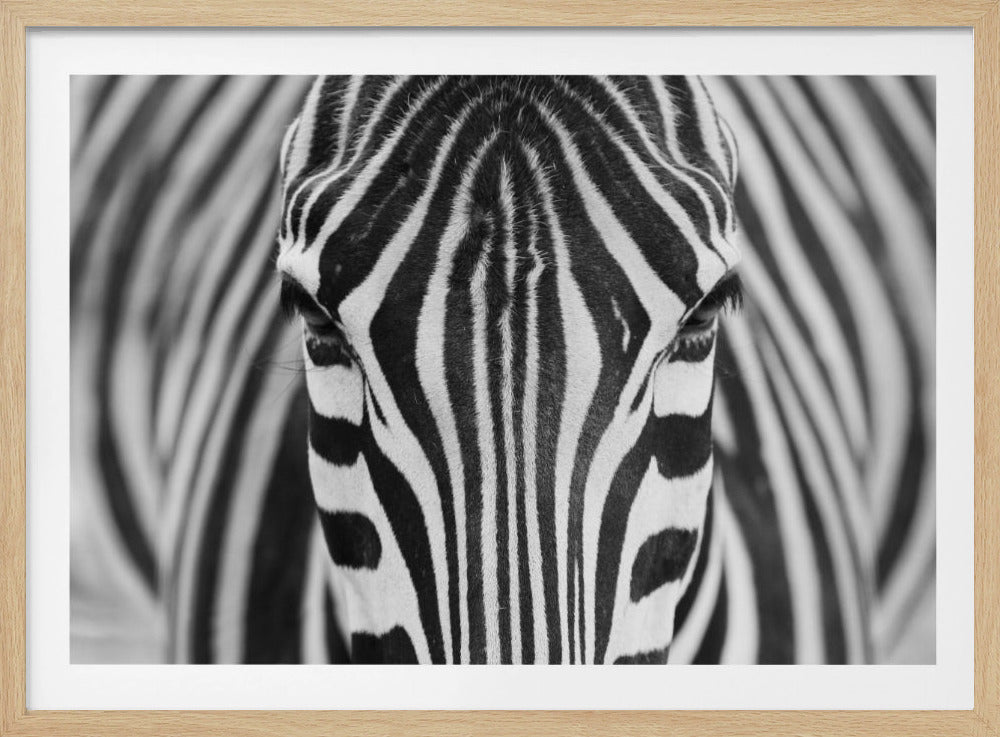 Zebra | Poster