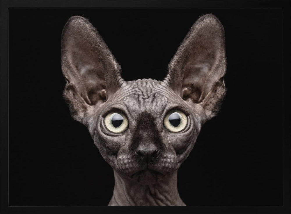 Sphynx katt | Poster