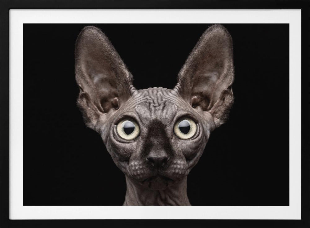Sphynx katt | Poster