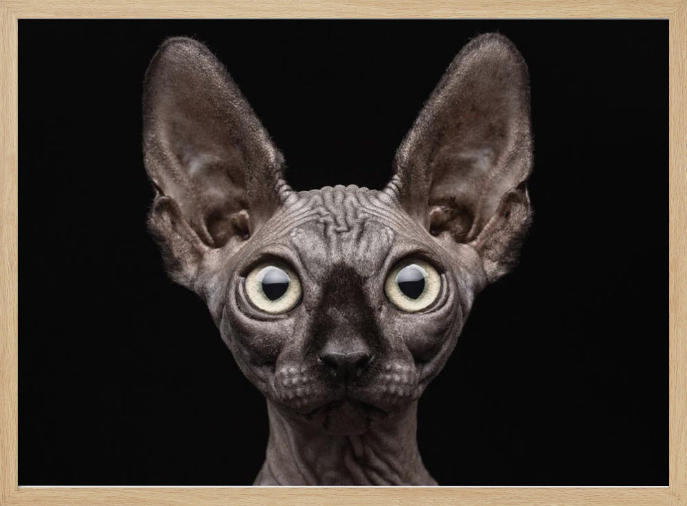 Sphynx katt | Poster