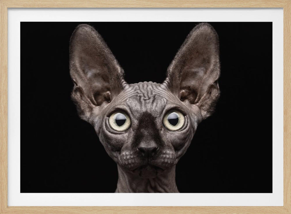 Sphynxkatt | Poster