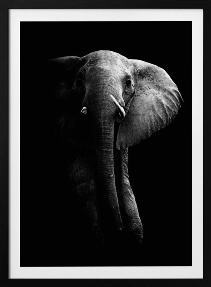 Elefant! | Poster
