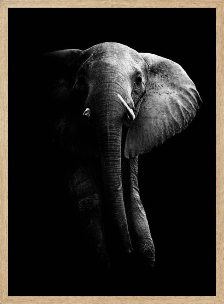 Elefant! | Poster