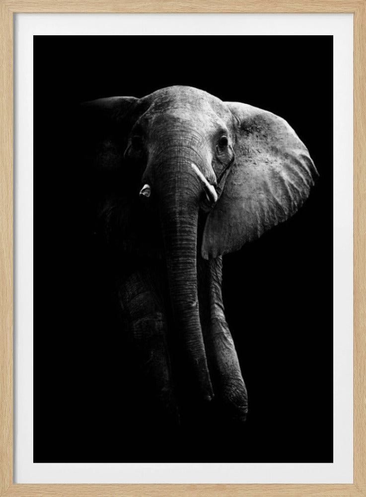Elefant! | Poster