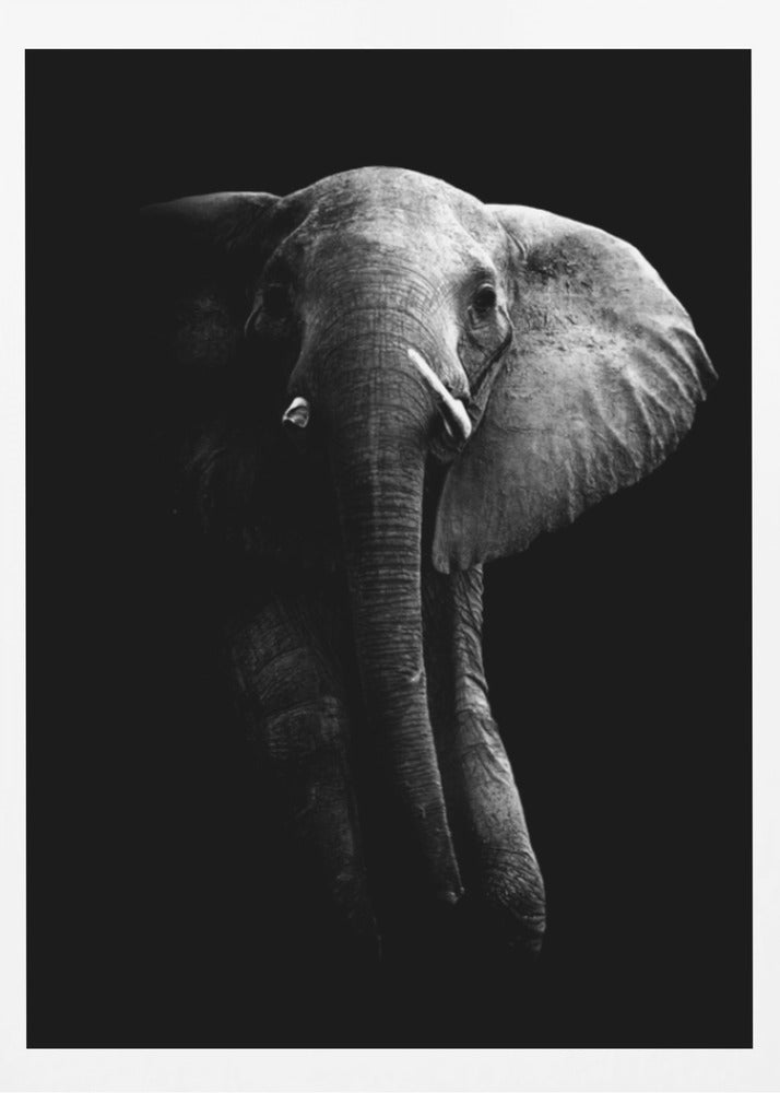 Elefant! | Poster