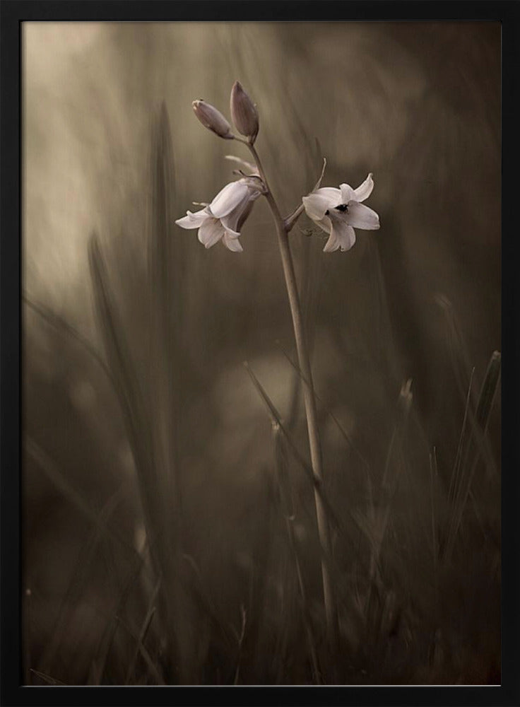 En liten blomma på marken | Poster