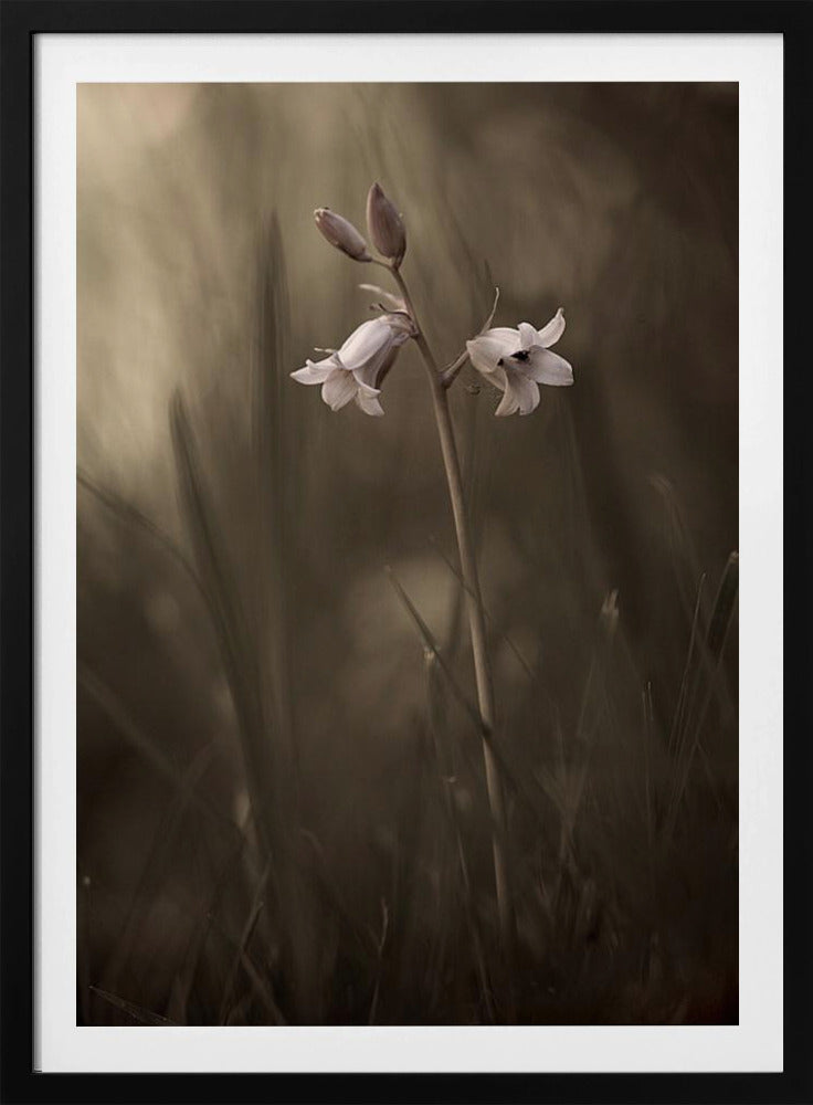 En liten blomma på marken | Poster