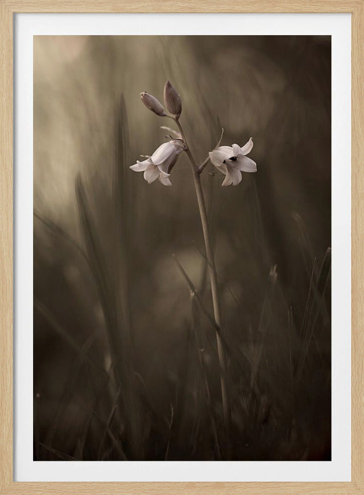 En liten blomma på marken | Poster