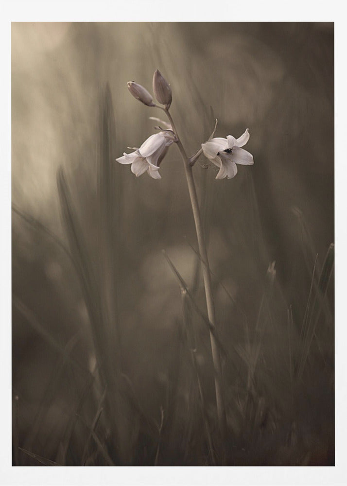 En liten blomma på marken | Poster