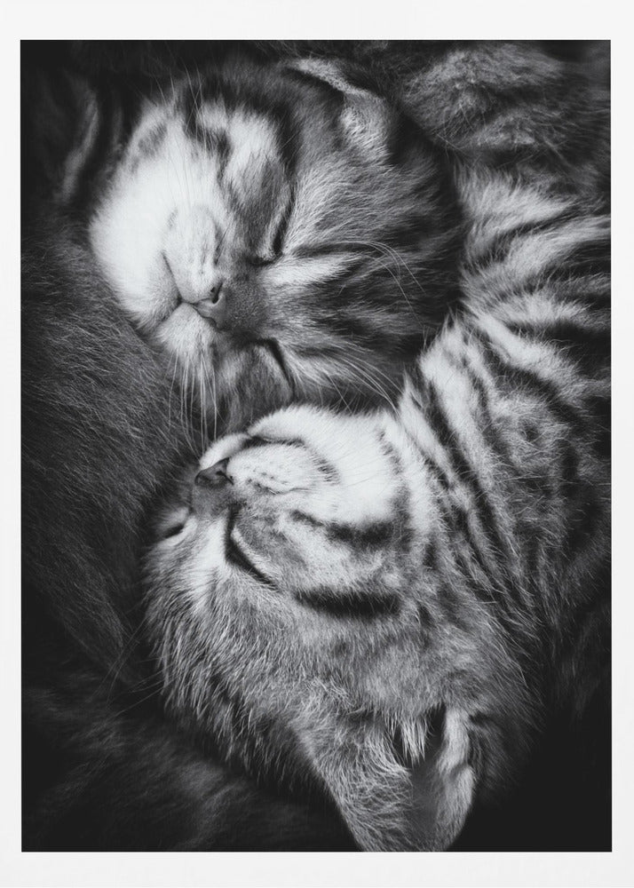 Yin och Yang | Poster