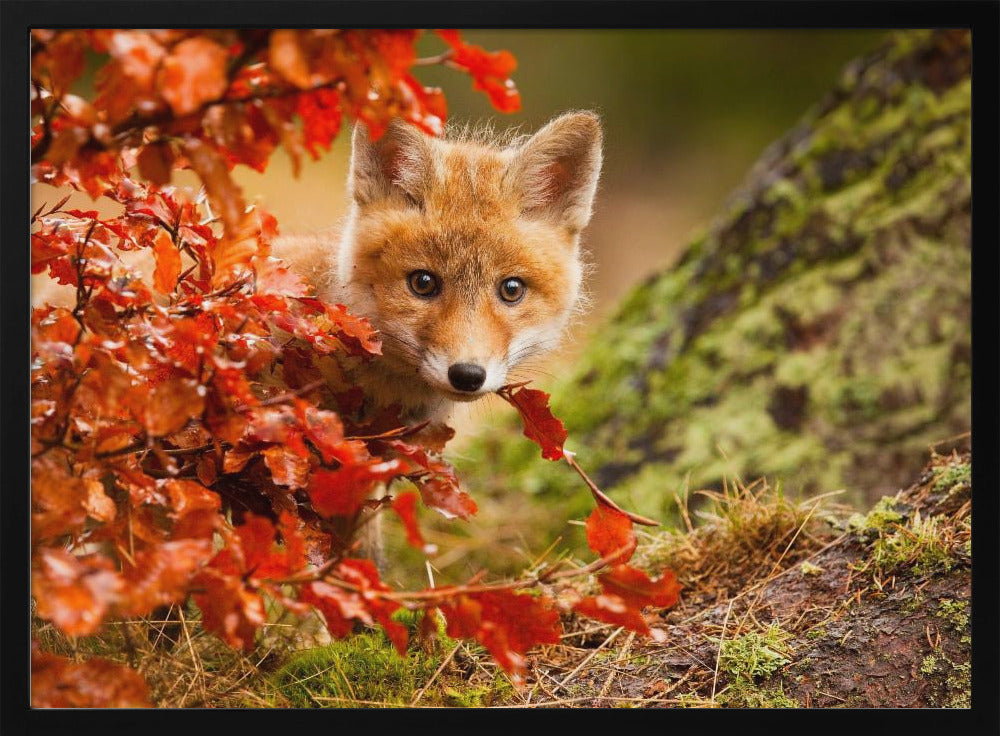 Fox | Poster
