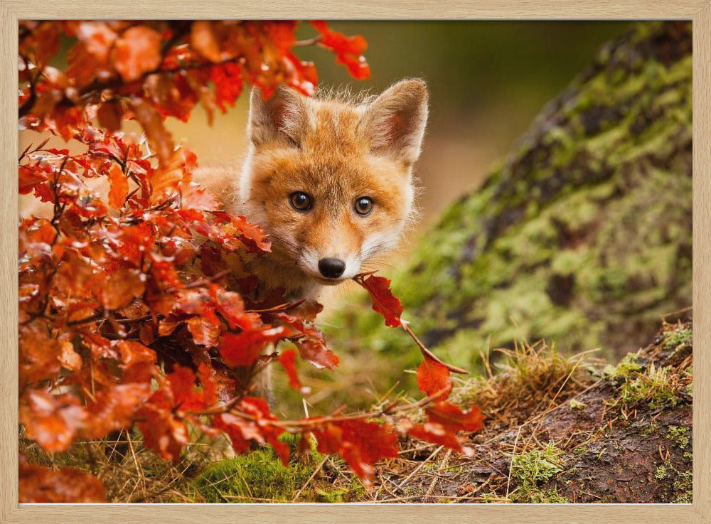 Fox | Poster