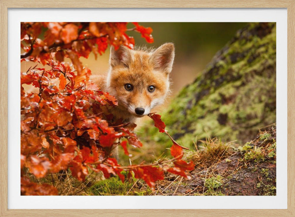 Fox | Poster