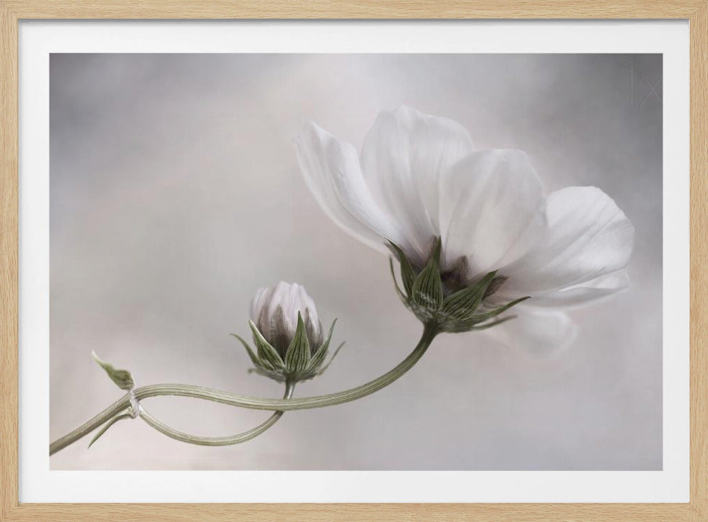 Helt enkelt Kosmos | Poster