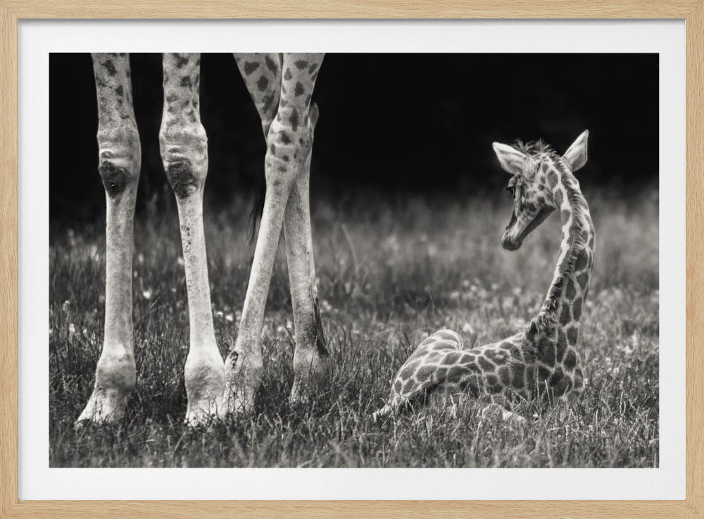 väl skyddad | Poster