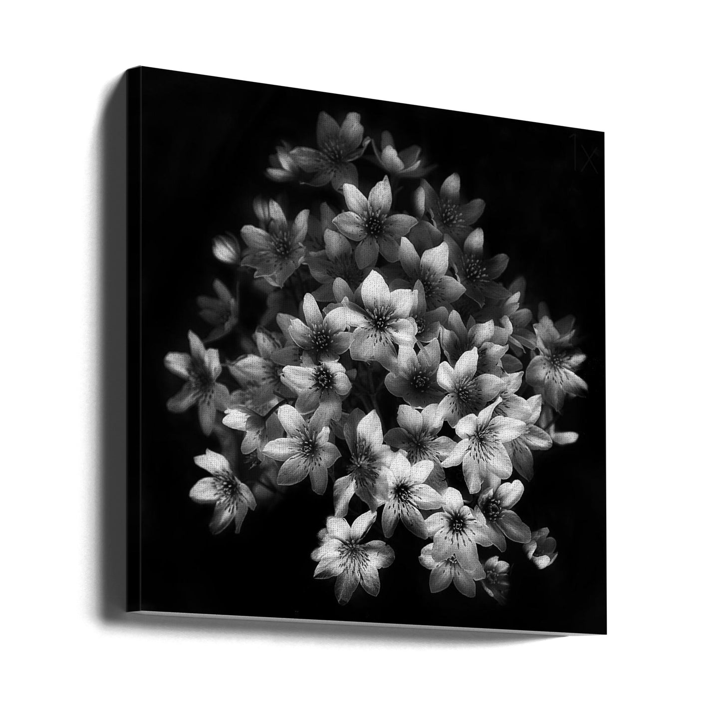Tidig känsla | Canvas