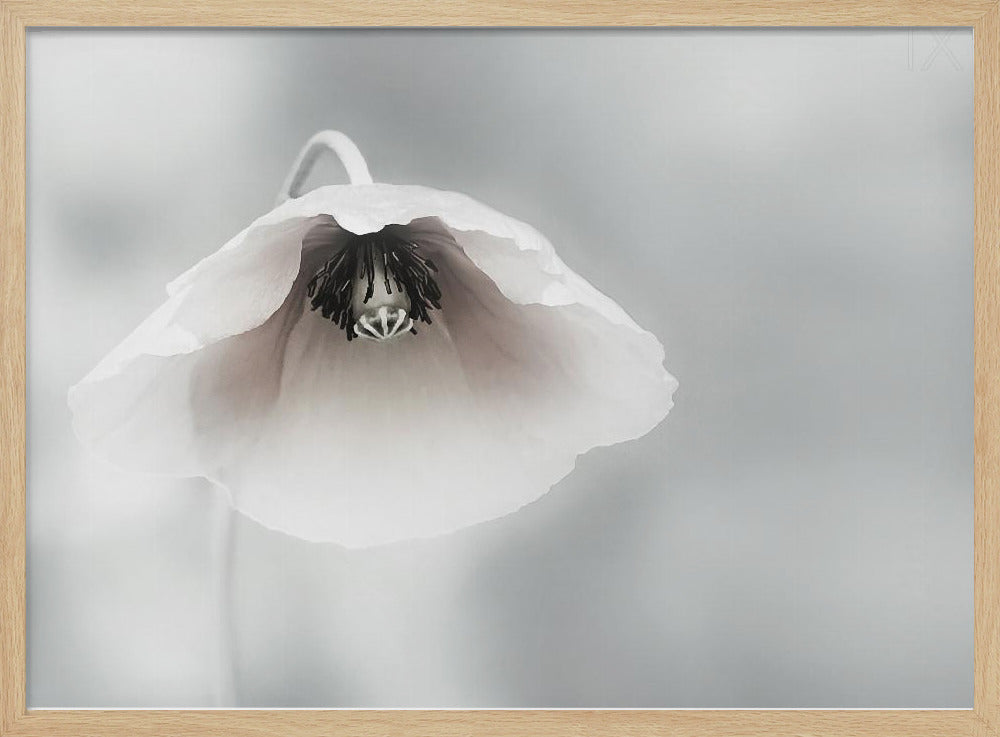 Ephemeral Beauty | Poster