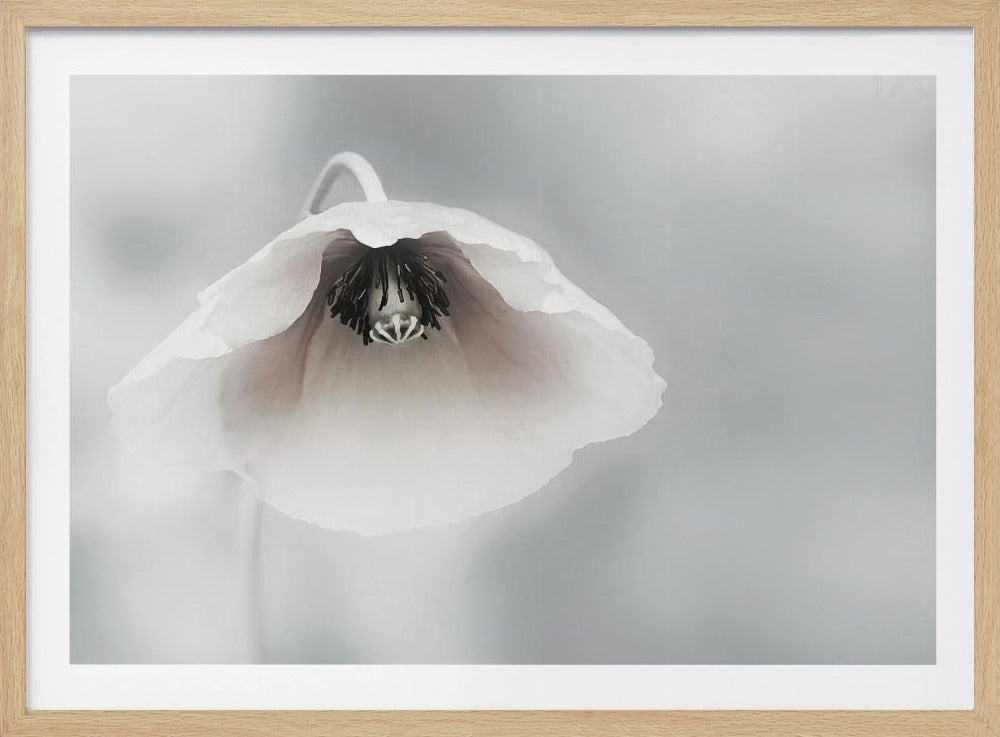 Ephemeral Beauty | Poster