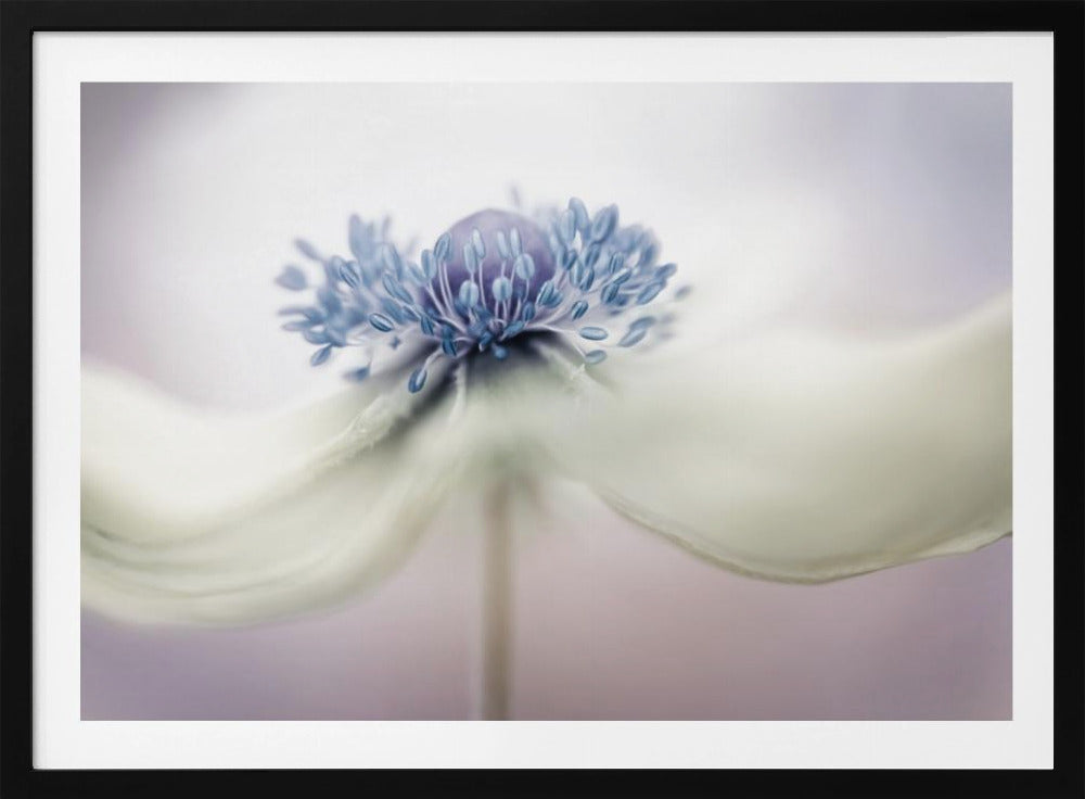 Anemone | Poster - Kunstdruck