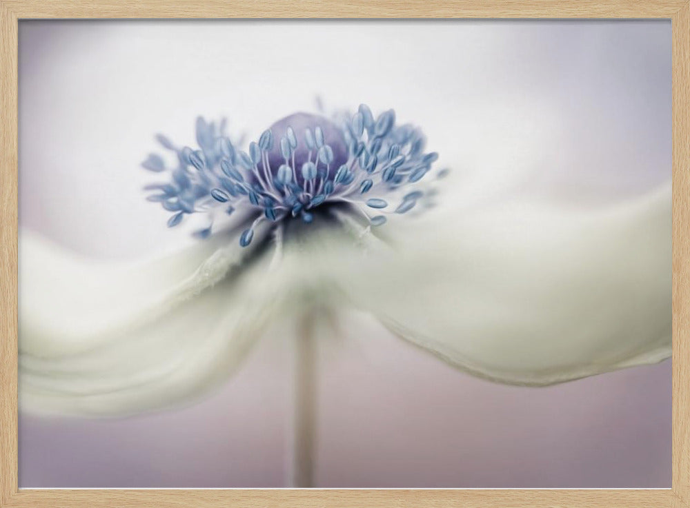 Anemone | Poster - Kunstdruck