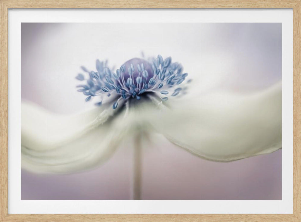 Anemone | Poster - Kunstdruck